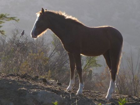 Oiseau et le cheval B.JPG